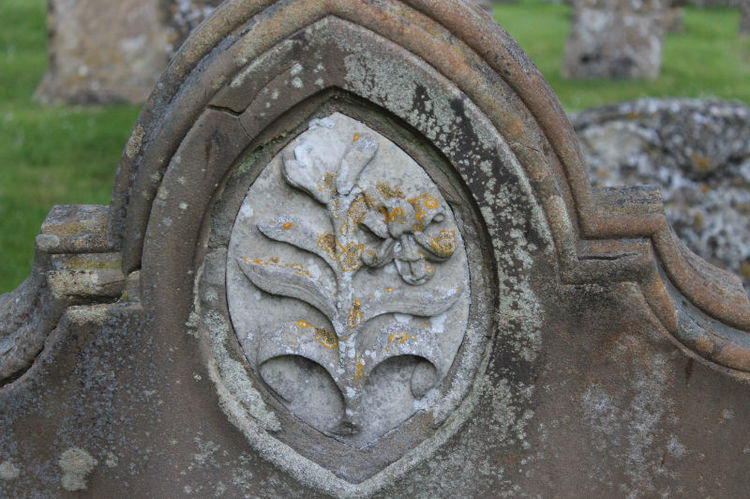 symbol lily