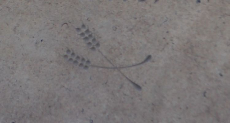 wheat on headstone