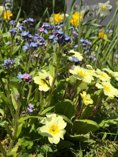 flowers for graves